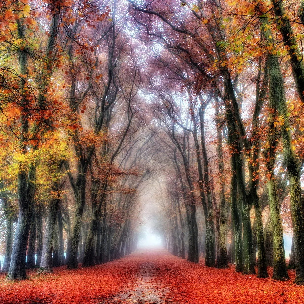 Een met herfstbladeren bedekte boomlaan in Frankrijk, begin november.